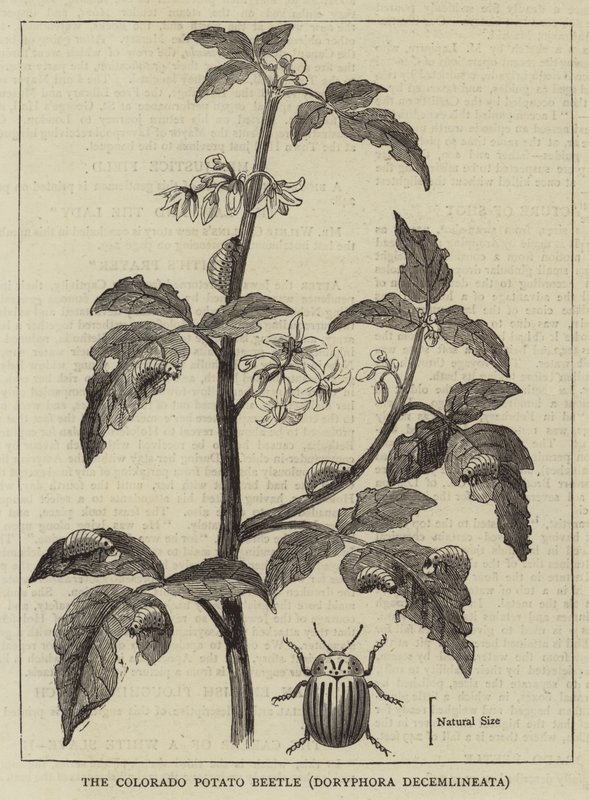 Colorado Patates Böceği, Doryphora decemlineata (gravür) by English School