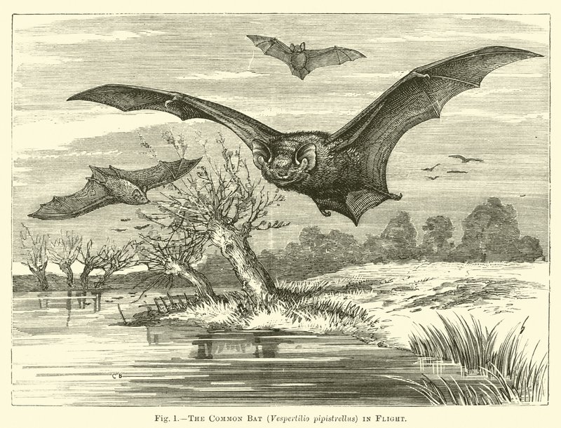 Sıradan Yarasa, Vespertilio pipistrellus, Uçuşta by English School