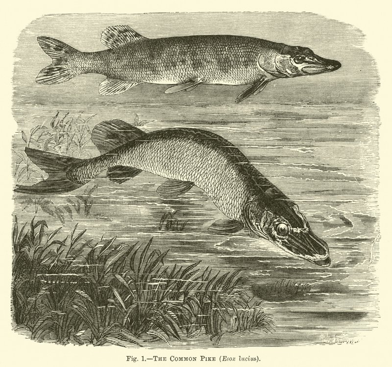Ortak Turna, Esox lucius by English School
