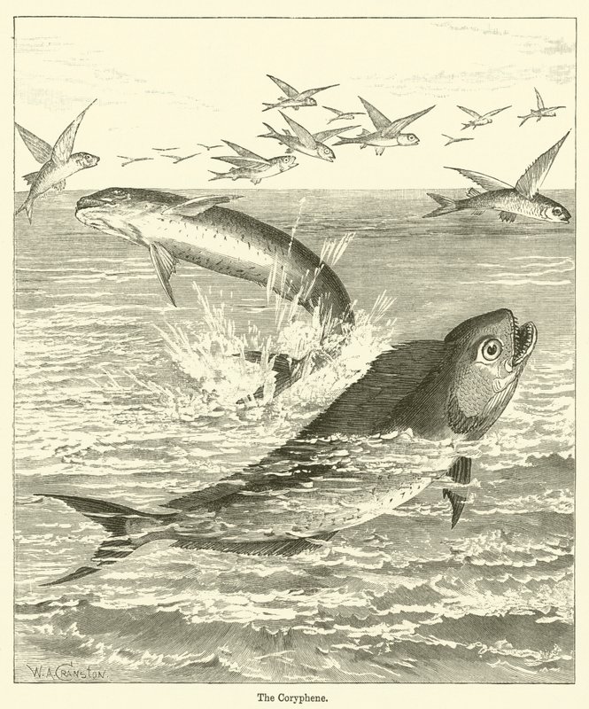 Coryphene (gravür) by English School