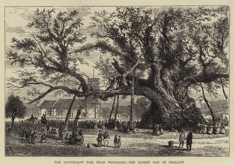 Cowthorpe Meşe, yakın Wetherby, İngiltere