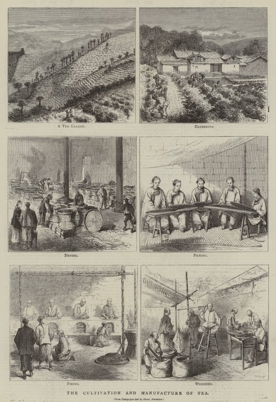 Çay Yetiştiriciliği ve İmalatı (gravür) by English School