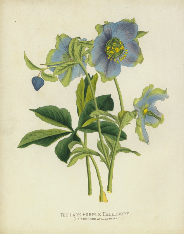 Koyu Mor Hellebore, Helleborus Atrorubens by English School