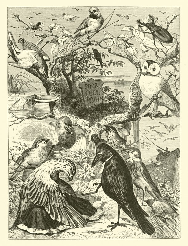 Cock Robin