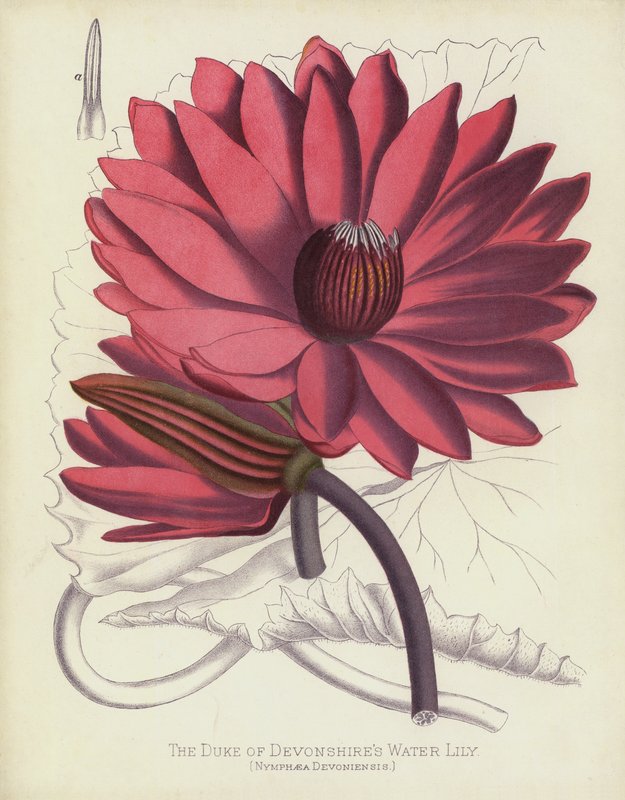 Devonshires Dükü Nilüfer, Nymphaea Devoniensis by English School