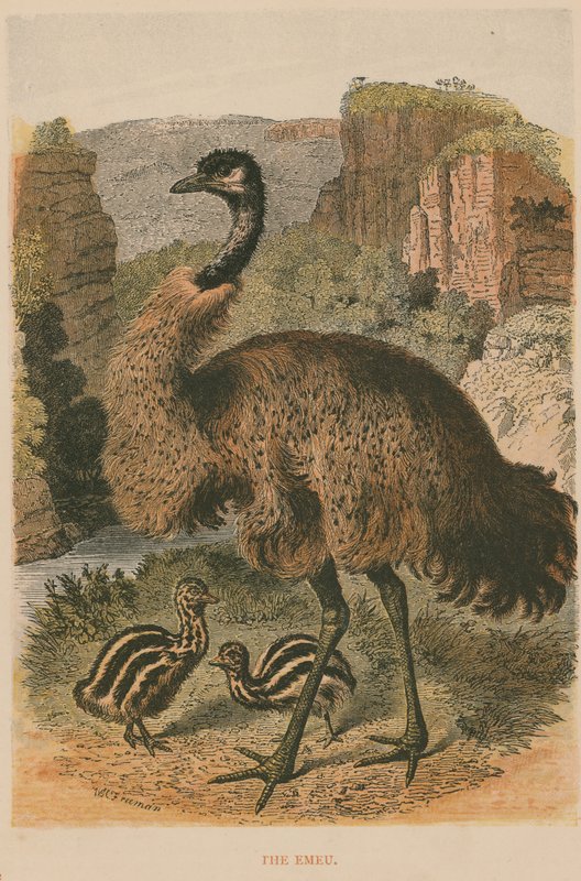 Emu by English School