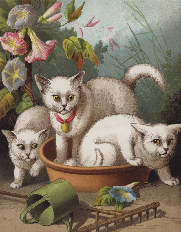 Korkmuş Kediler (chromolitho) by English School