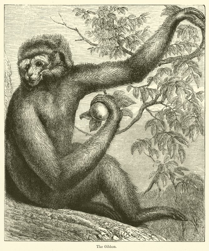 Gibbon (gravür) by English School