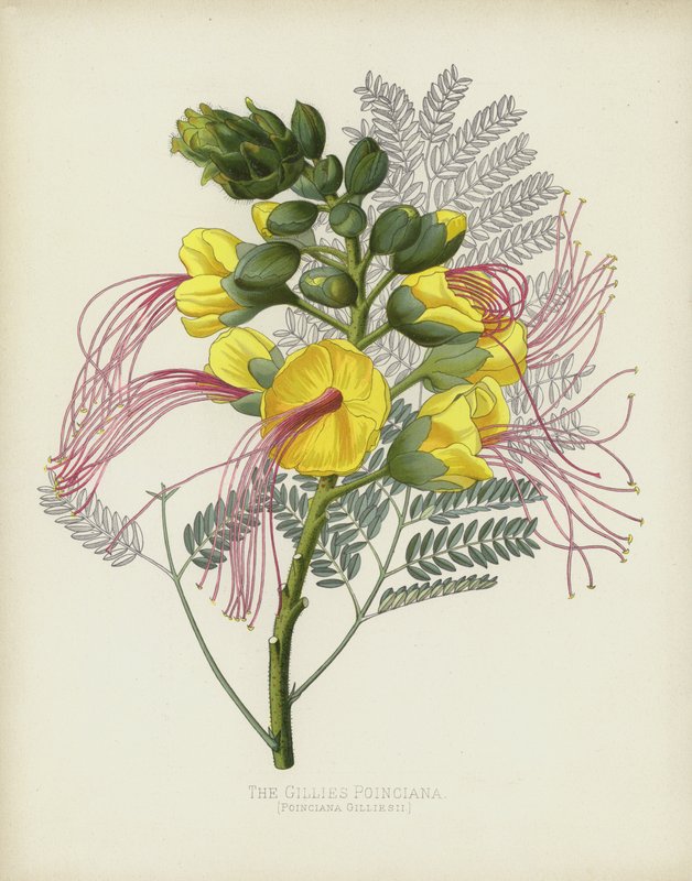 Gillies Poinciana, Poinciana Gilliesii by English School