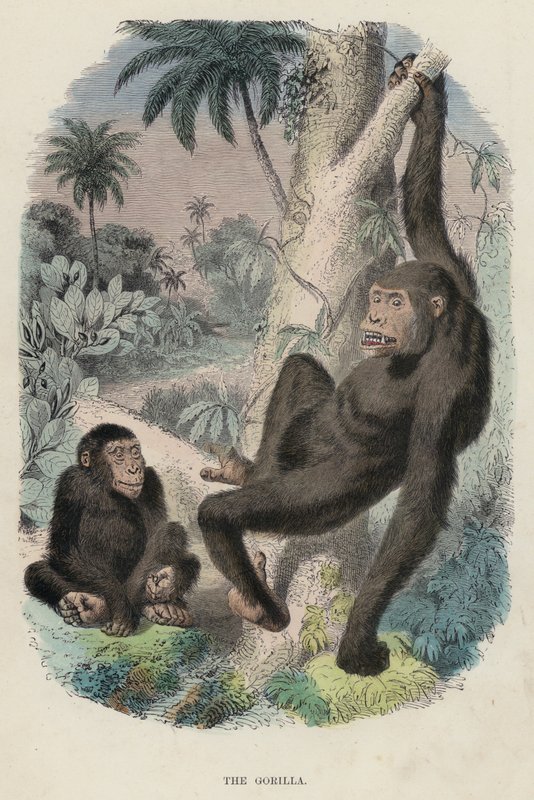 Goril (renkli gravür) by English School