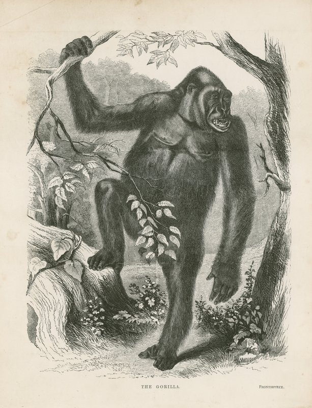 Goril, Paul B du Chaillu