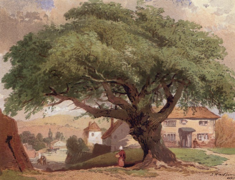 Büyük Kül, Surrey
