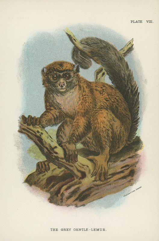 Gri Nazik-Lemur by English School
