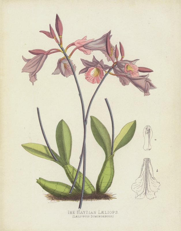 Haytian Laeliops, Laeliopsis Domingensis by English School
