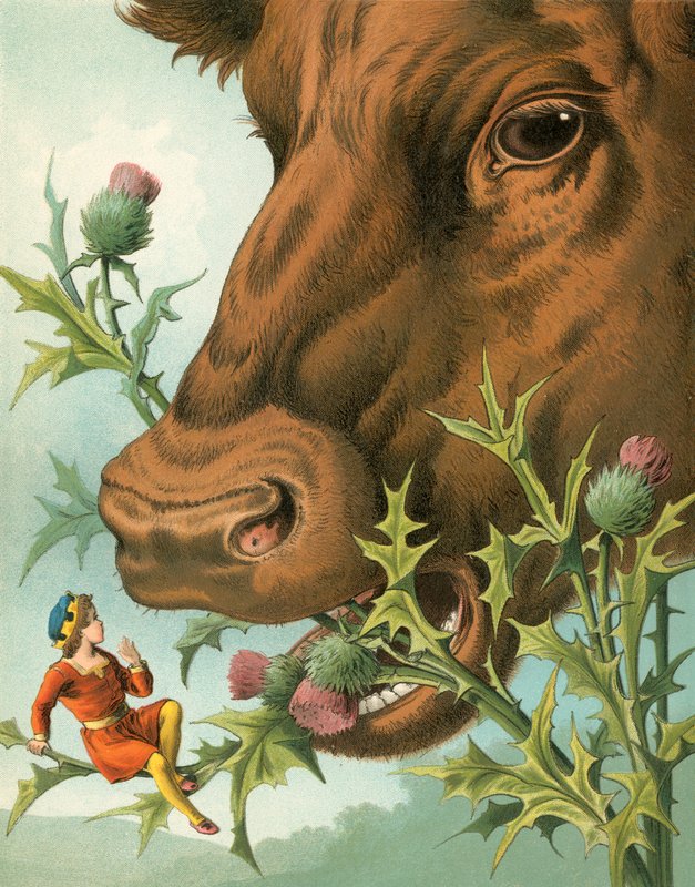 Tom Thumb
