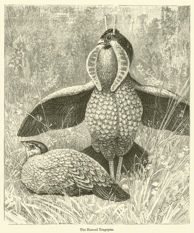 Boynuzlu Tragopan (gravür) by English School