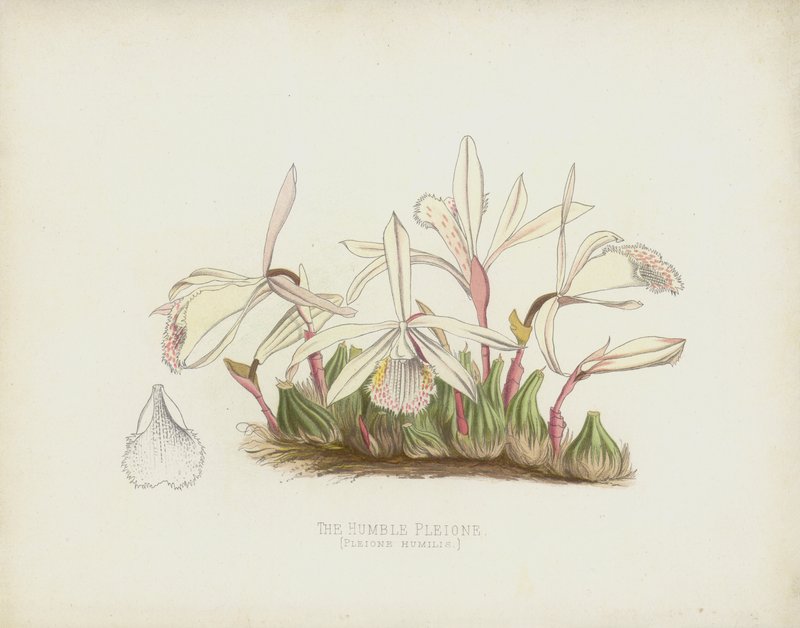Mütevazı Pleione, Pleione Humilis by English School
