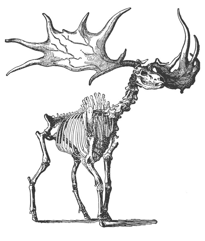İrlandalı Elk (Megaceros Hibernicus) (gravür) by English School