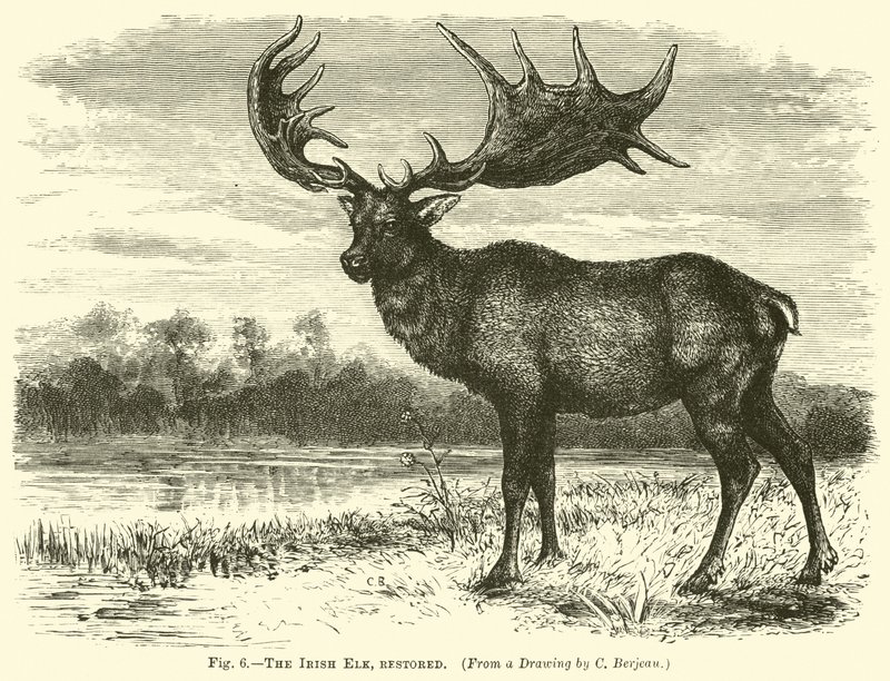 İrlanda Elk, restore by English School