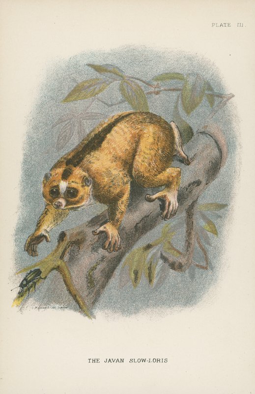 Java Yavaş Loris by English School