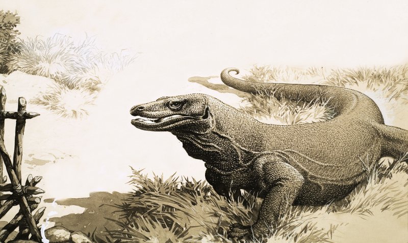 Komodo Ejderhası by English School