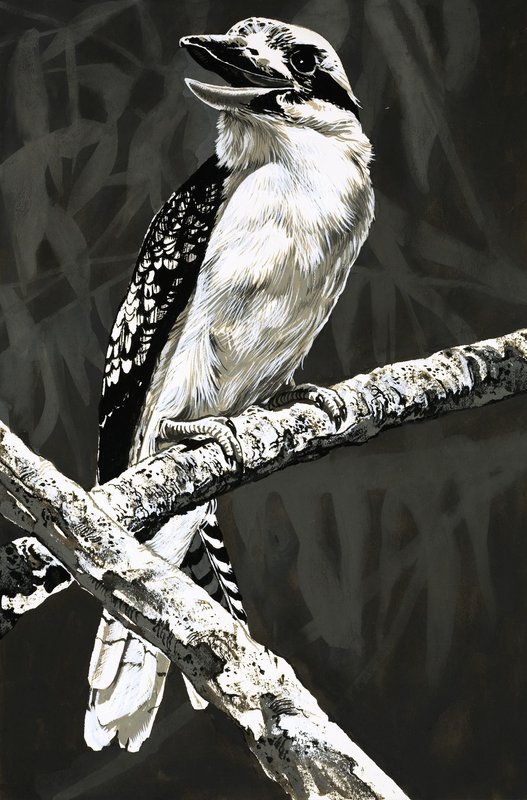 Kookaburra by English School