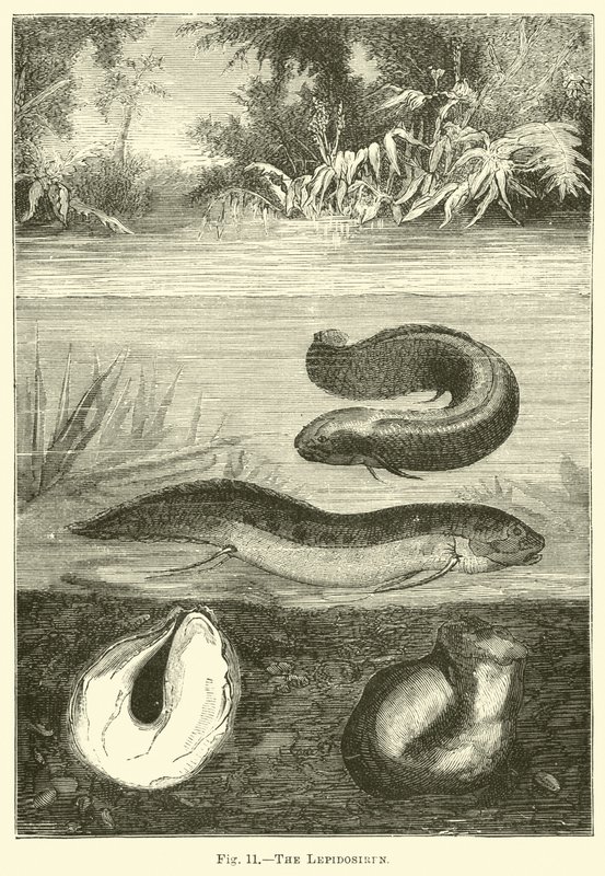 Lepidosiren by English School