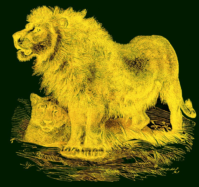 Aslan, J. G. Woods Illustrated Natural History