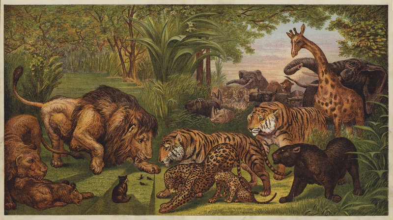 Aslan Resepsiyonu (renkli taş) by English School