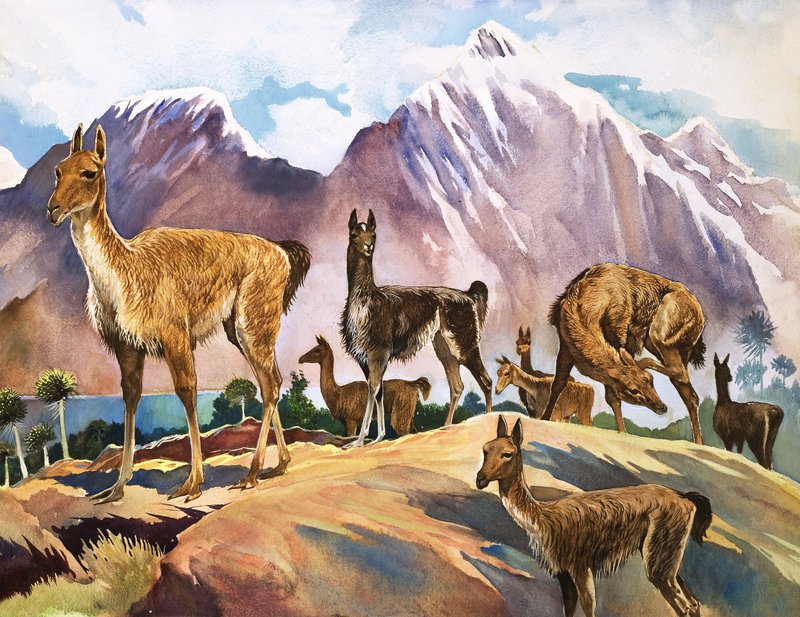 Lama, 