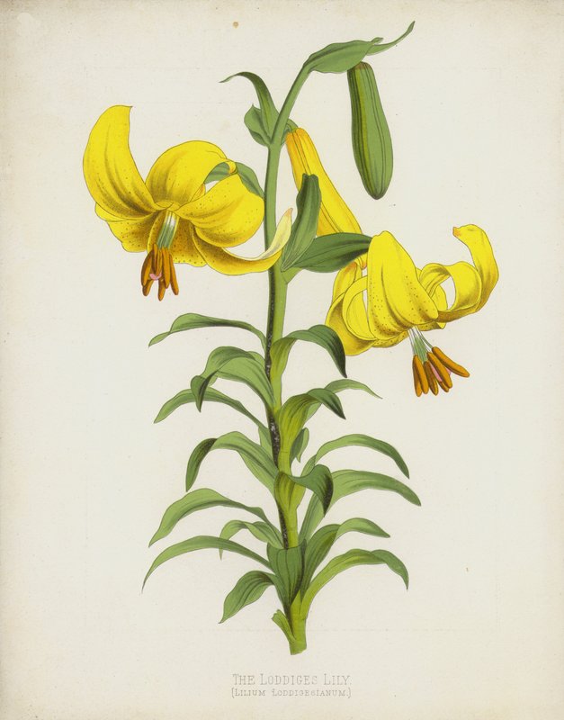 Loddiges Lily, Lilium Loddigesianum by English School