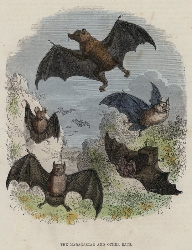 Madagaskar ve Diğer Yarasalar (renkli gravür) by English School