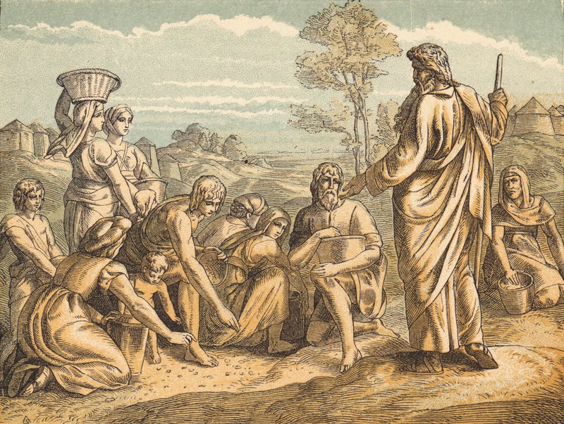 Manna (renkli gravür) by English School