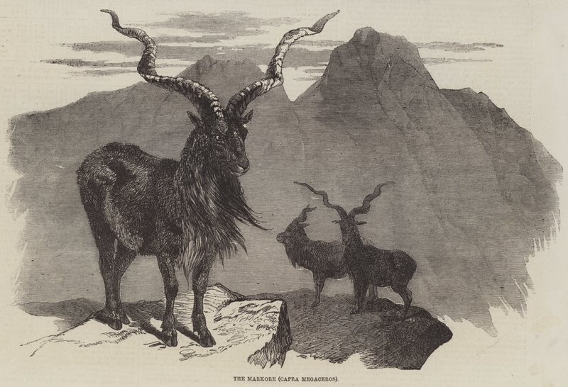 Markore, Capra Megaceros (gravür) by English School