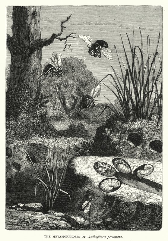 Anthophora personata'nın Metamorfozları (gravür) by English School