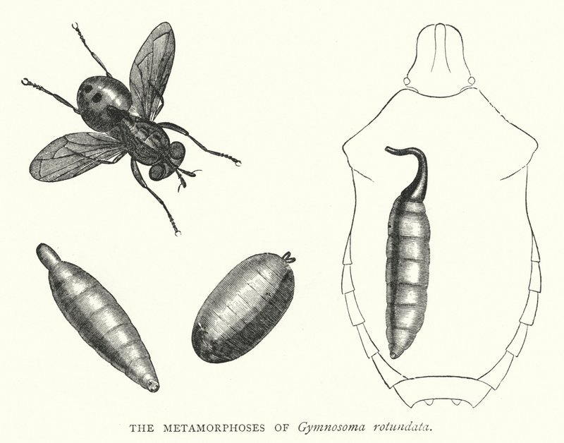 Gymnosoma rotundata