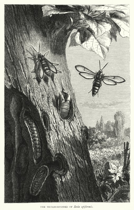Sesia apiformis