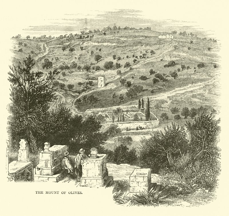 Zeytin Dağı by English School