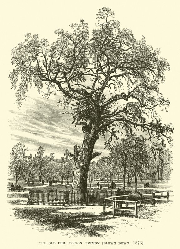 Old Elm, Boston Common, yıkıldı, 1876 by English School