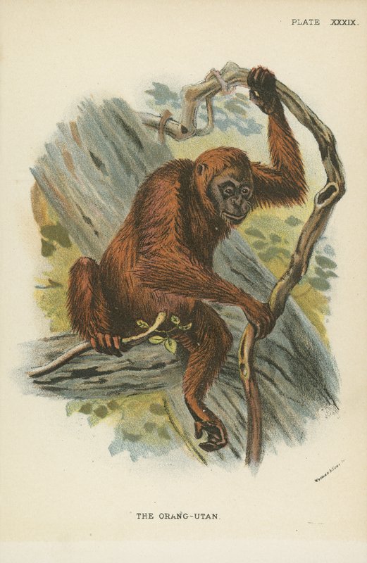 Orangutan by English School