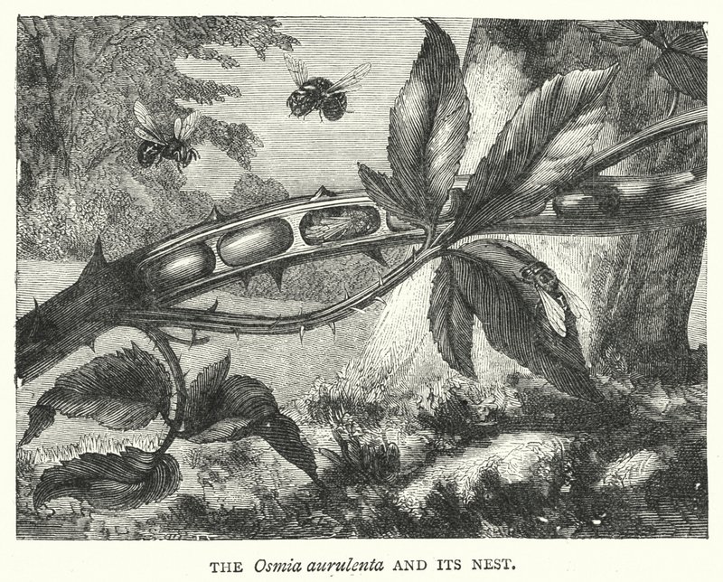 Osmia aurulenta ve Yuvası (gravür) by English School