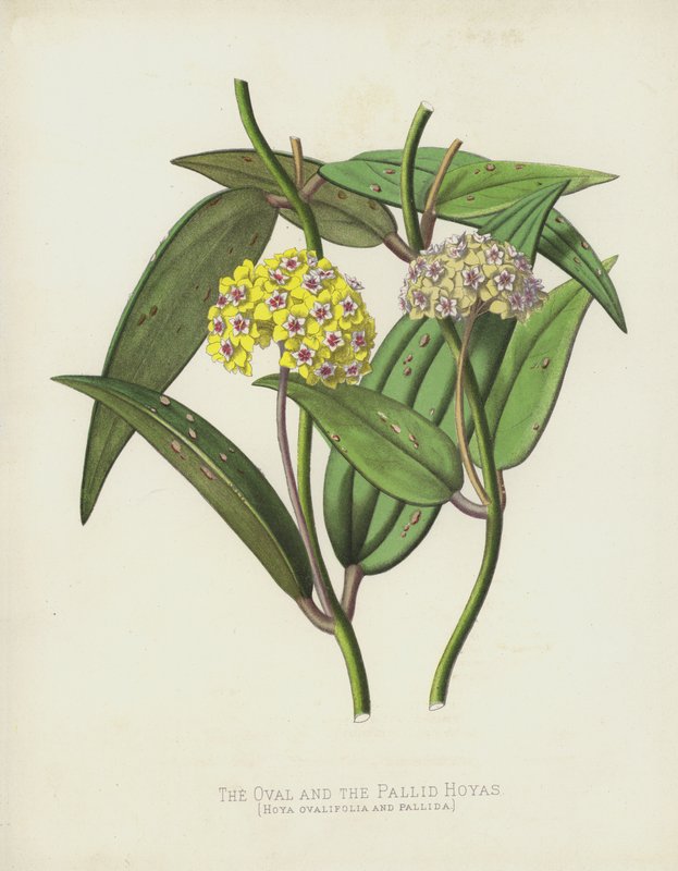 Oval ve Pallid Hoyas, Hoya Ovalifolia ve Pallida by English School