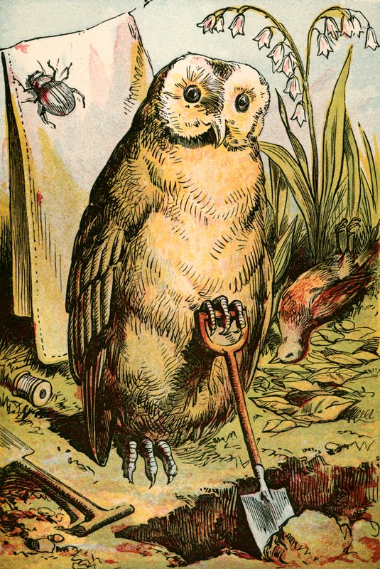 Baykuş, Böcek ve Horoz Robin by English School