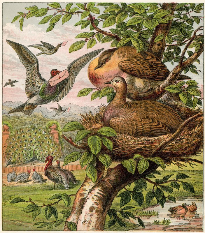 Evdeki Tavus Kuşu by English School