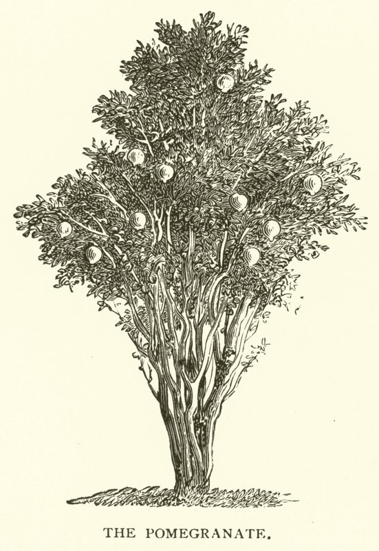 Nar (gravür) by English School