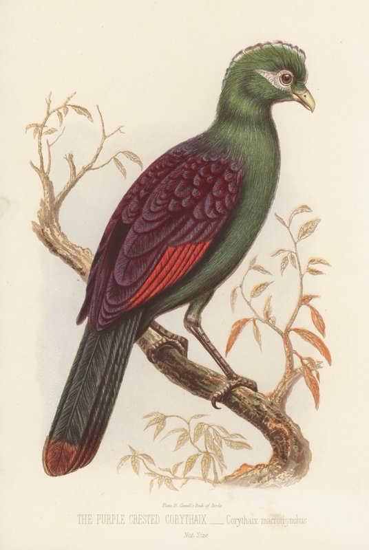 Mor Tepeli Corythaix, Corythaix Macrorhynchus (renkli litho) by English School