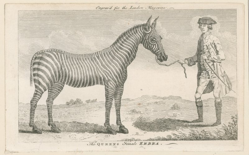 Queens Dişi Zebra by English School