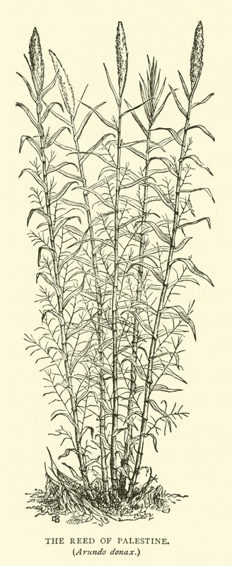 Filistin Reed, Arundo donax by English School