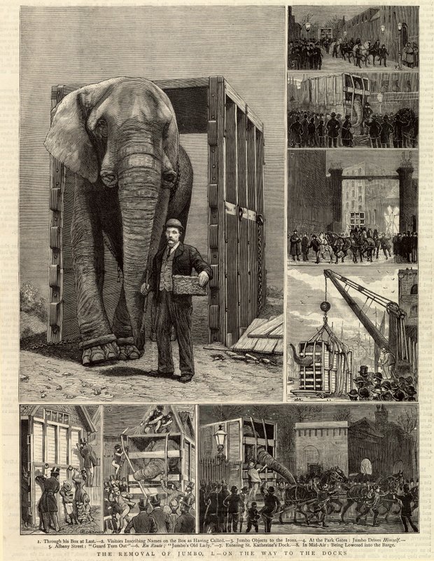 Jumbo