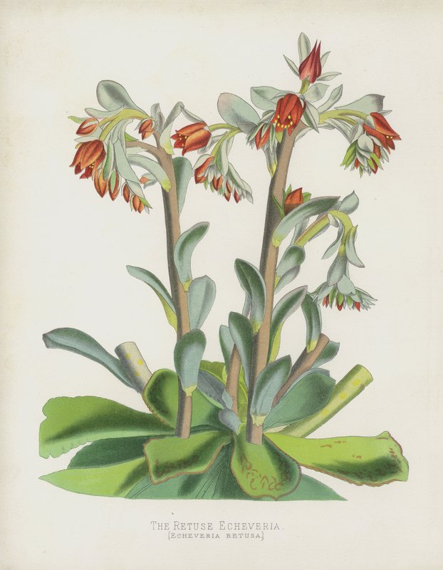 Retuse Echeverria, Echeverria Retusa by English School